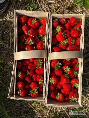 Sprzedam 1000 koszy pięknej truskawki odmiana verdi. Świeżo rwana w nowy koszyk