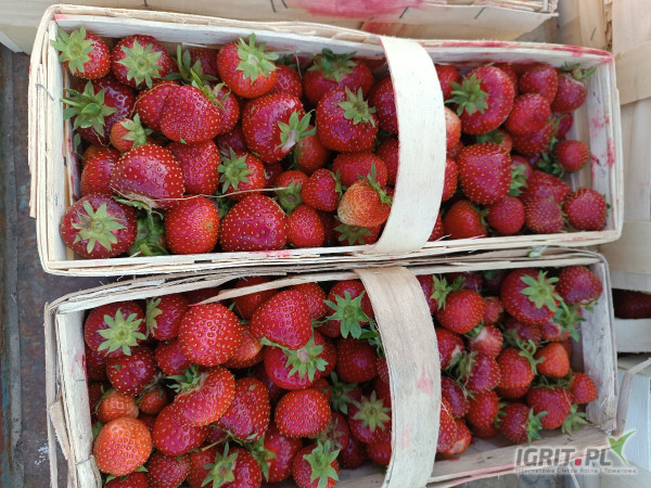 Sprzedam rumbę w trakcie rwania. 