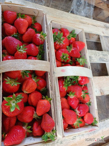 Sprzedam sybille ok 300 łubianek