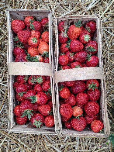 Sprzedam około 500 koszy rumby w trakcie rwania.