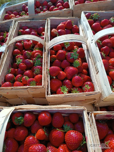Sprzedam rumbę w trakcie rwania. Ilość ok 400szt.