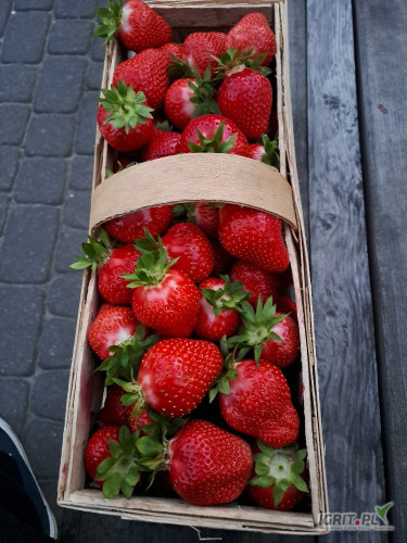 Sprzedam truskawki odmiany Sybilla. 