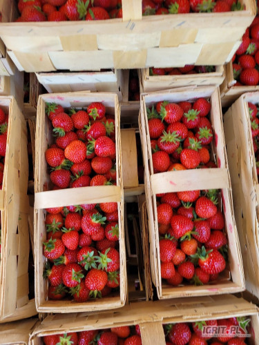 Sprzedam o 17:30 około 400 lubianek ładnej rumby.