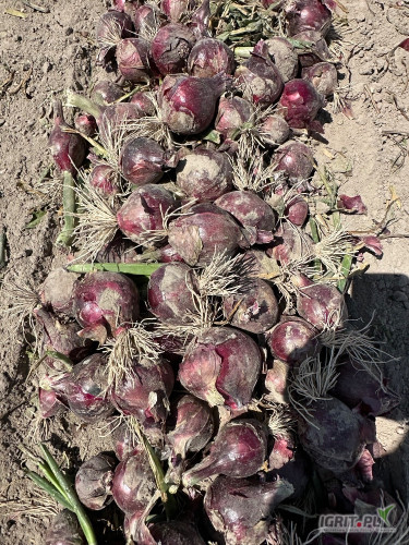 Cebula czerwona Electric kaliber 4,5+