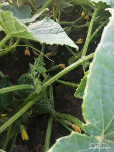 Sprzedam ogórka śremskiego nie nawożony w cenie 6 zł za kg.Systematyczny zbiór od czwartku 10.07