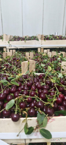 Sprzedam wiśnie z ogonkiem import z moldawi dzisiejsza dostawa cena 13zł/kg
