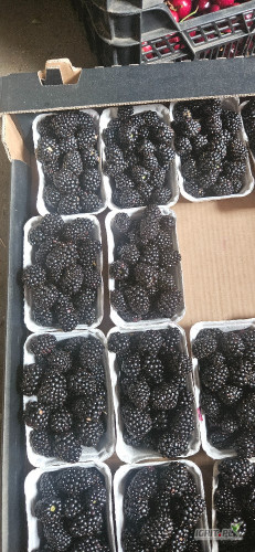 Nawiąże stałą współpracę na odbiór jeżyny. Jeżyna z tunelu foliowego. Mogę wystawić fakturę vat