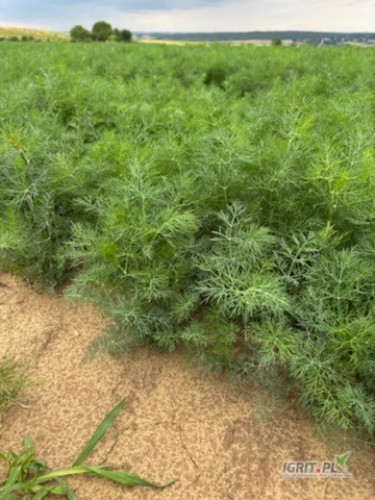 Sprzedam bardzo ładny, zdrowy koperek zielony na kilogramy lub pęczki. Dostępne w tym tygodniu ok. 5 ton. Do wyboru czyszczona ręcznie...