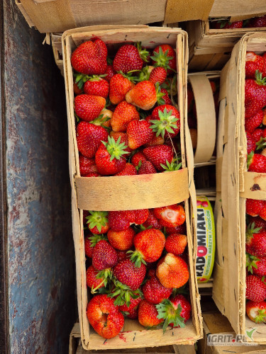 Sprzedam Malwine, towar w chlodni rwany przed deszczem ilość 360 koszy. 