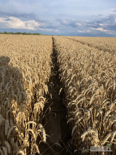 Dzień dobry, mam na sprzedaż ok 180 ton pszenicy ozimej z zeszłorocznych zbiorów. Białko 12,6%, zboże wolne od szkodników. 