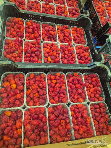 Sprzedam piękna maline, możliwość zapakowania w 250g lub 500g 
