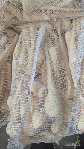 Sprzedam młody pasternak pakowany w worki po 5 kilo