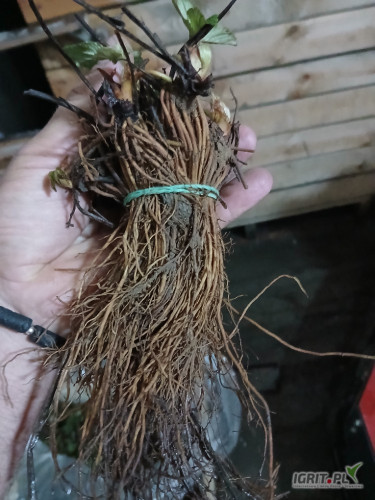 Sprzedam sadzonki truskawek frigo A- w ilości 2700 sztuk odmiana Federica. 