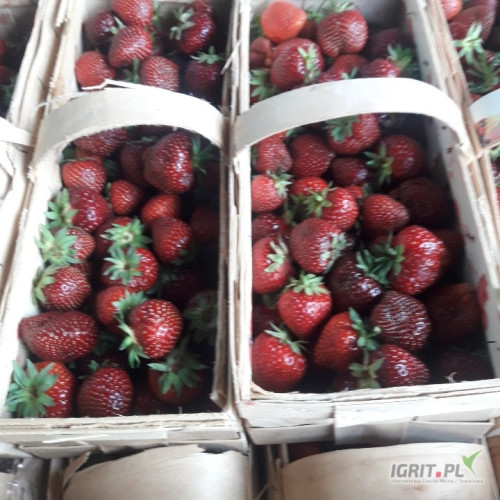 Witam , sprzedam 400 lubianek Malwiny do godziny 18 .  Truskawka ładna zainteresowanych zapraszam 693844699