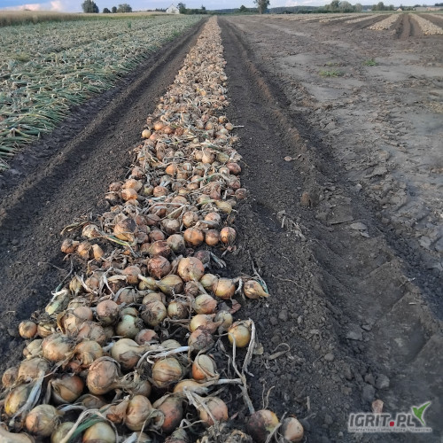 Sprzedam młodą cebule luzem zdrowa ładna Kaliber od 4.5 do 9 cm z przeznaczeniem na worek lub na obieranie 