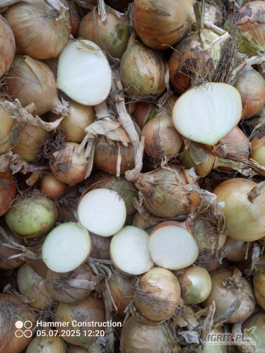 Sprzedam 25 ton cebula w big bagach , przesortowana , od 4cm średnicy wzwyż,  odmiana Wolf . 