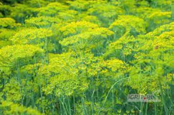 spredam hurtowe ilości kopru. Zapraszam do współpracy 