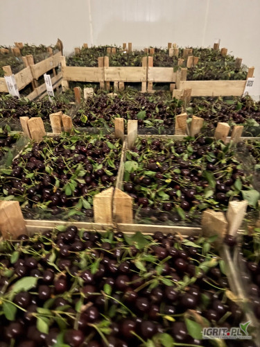 Sprzedam wiśnie eksportową z ogonkiem i listkiem