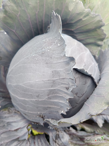 Sprzedam kapustę czerwoną 1-2.5kg