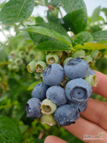 Sprzedam 500kg.ładnego Blucropa w łubiance