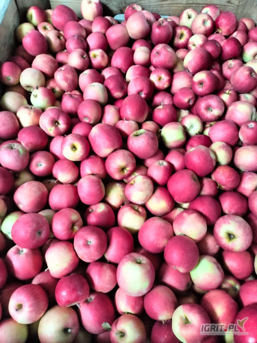 Sprzedam Prince Idaret KA FRESZ za wagę w skrzyni jabłko w super jakości bez przerostów 