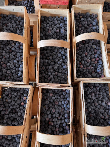 Sprzedam  borówkę odmiany blue Cropp dzisiejsze rwanie ładna duża