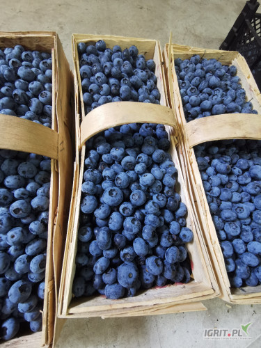 Witam sprzedam Borowke odmiana duke 129kg rwana po 3kg w kosze mogę dowiesc na miejsce do 80km