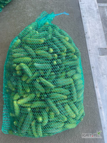 Witam . Sprzedam Ogórki gruntowe, kaliber 6-9 . Ilości około 700 kg 