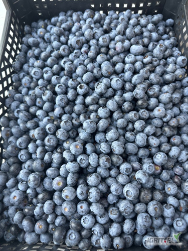Sprzedam borówkę odmiana Duke dziś zbierana około 1t.