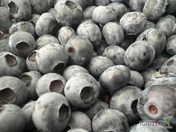 Sprzedam Drapper twarda 16+ , około 2 ton , zbiór dzisiejszy 