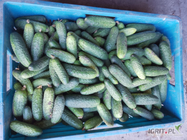 Sprzedam ogórki octopus i atomik nadające się do kiszenia mieszanka.ogorek w trakcie trwania ok400kg.