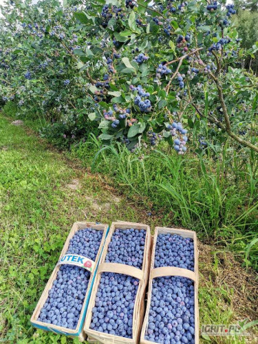 Sprzedam świeżą borówkę amerykańską odmiany Nelson, Bluecrop i Calypso.