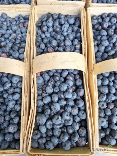 Sprzedam borowke Duke. Ładny gruby słodki swiezy Towar. 607408691