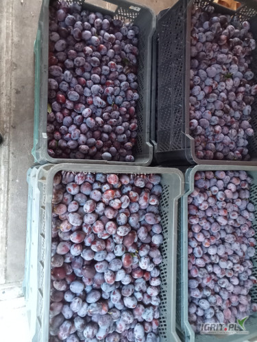 Sprzedam katinke słodka 