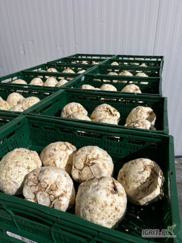 Sprzedam stary seler, Holandia, handlowy i gruby, worki 5 lub 10 kg lub inne opakowanie. Więcej inf tel. 576 430 040 - odbiór okolice...