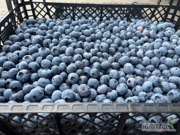 Sprzedam borówkę amerykańską – ok. 2 tony Pakowana w skrzyneczki po 4,45 kg