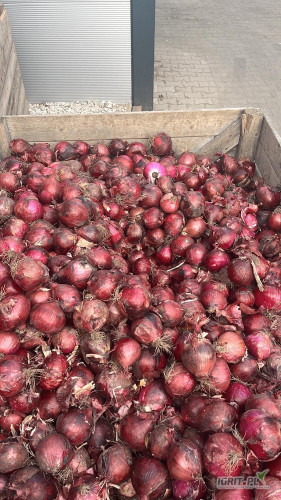 Sprzedam cebulę czerwoną na obieranie