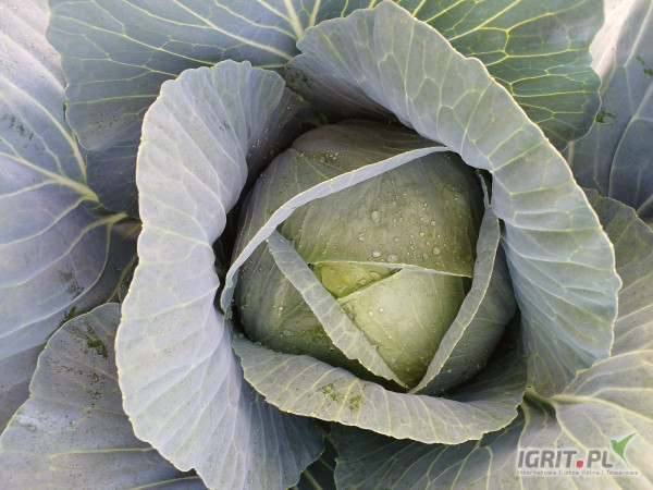 Od poniedziałku sprzedam kapustę biała 1-3,5kg. Towar marketowy. Ilości paletowe.