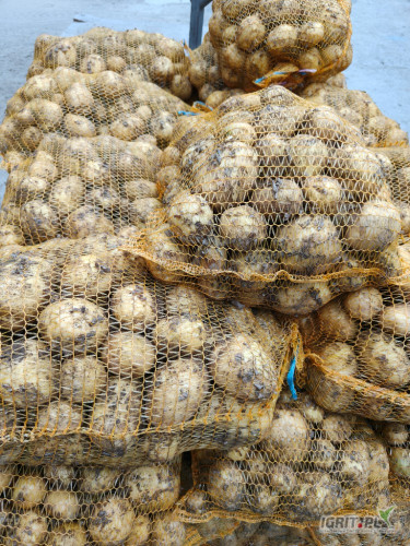 Witam, sprzedam Colombe, Soraye kal. 4+ Świeżo kopane na zamówienie.