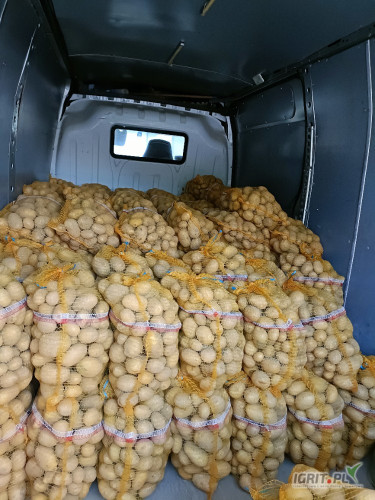 Sprzedam 140 wirków kartofli  korona 