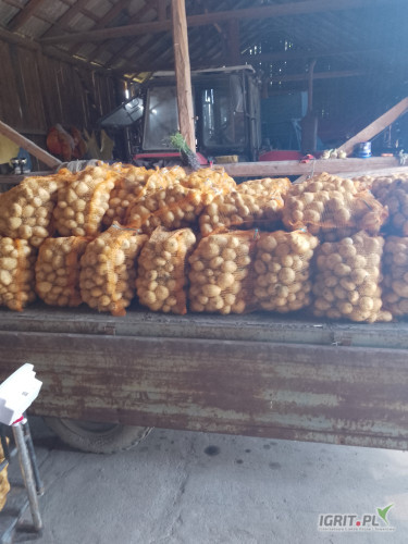 Spr,efam 100 woreczków ziemniaka z jasnej ziemi.