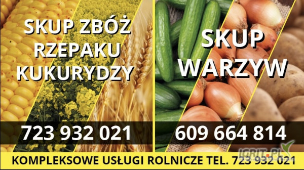 Kupię zboża,rzepak kukurydzę 