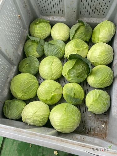 Sprzedam kapustę płaska gołąbkowa kaliber 2 kg + cena do uzgodnienia więcej info pod nr tel 502442450