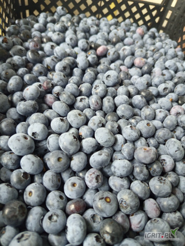 Bluecrop codziennie zbierany ,14+