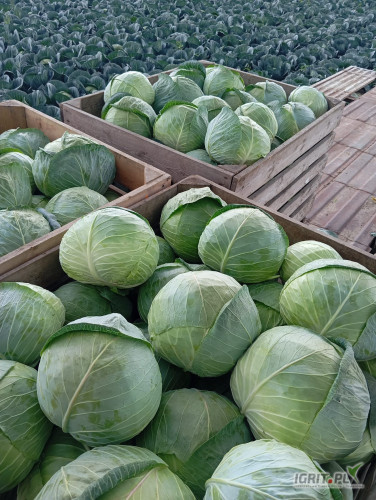 Sprzedam kapustę biała na sztuki lub kilogramy 
