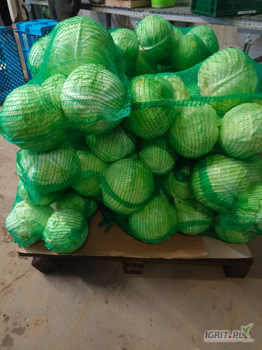 Sprzedam kapustę białą na sztuki lub kilogramy karton box , worek duże ilości 2-4kg