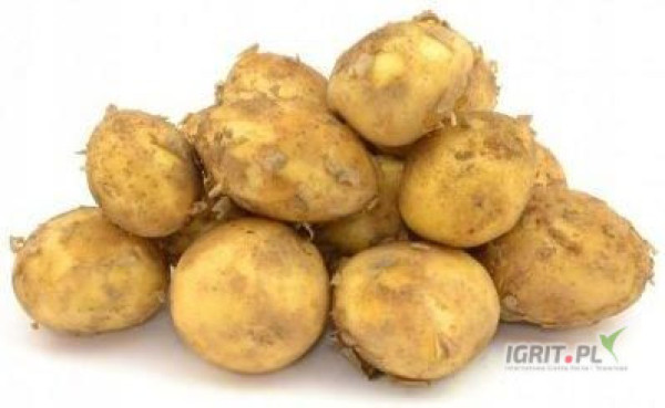 Sprzedam ziemniaki jadalne okolice Włocławka, Płocka, Lipna. Aktualnie kopiemy odmiany Lord i Denar w pózniejszej ofercie rownież Gala,...