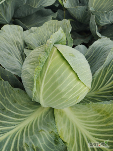 Sprzedam kapustę białą Cyclone. Towar marketowy,  główki 2-3 kg