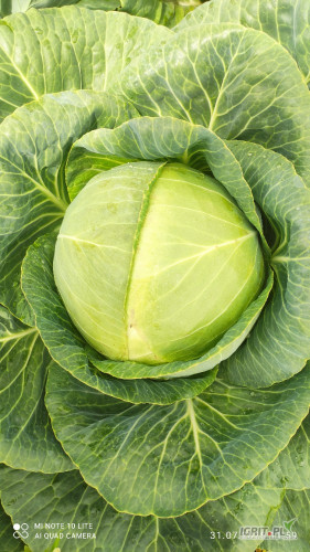 Sprzedam kapustę Flexton waga główki 5+