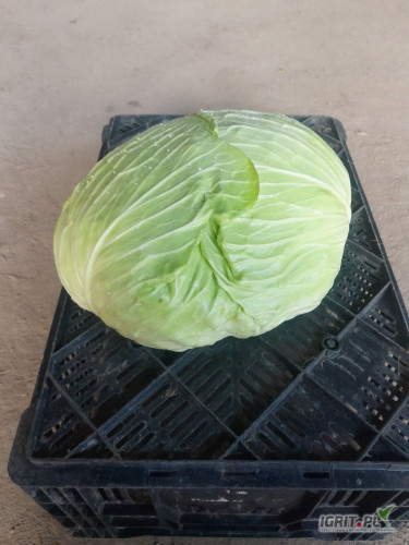 Sprzedam kapustę plaską gołąbkową duże ilości 